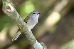 Golden Whistler